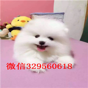 延安哪里有卖小体博美双血统博美包纯种健康