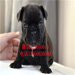 黑龙江绥化出售大头法斗黑白花法斗血统纯正