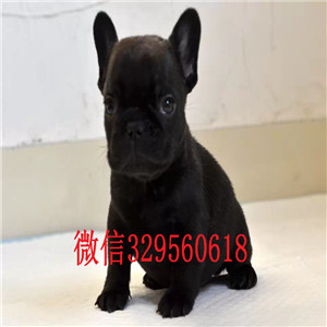 济源出售多种颜色法斗犬哪里能买到纯种法斗纯