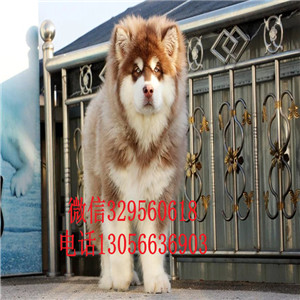 潍坊哪里有卖黑色阿拉斯加熊版阿拉斯加包纯种