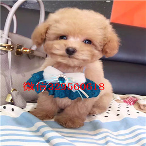 淮北出售纯种泰迪小体泰迪泰迪图片