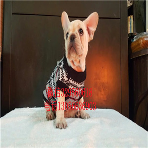 黑龙江牡丹江哪里有卖法牛的纯种法斗多少钱奶