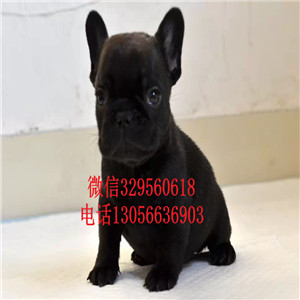 辽宁鞍山出售一道筋法斗黑色法斗繁殖基地