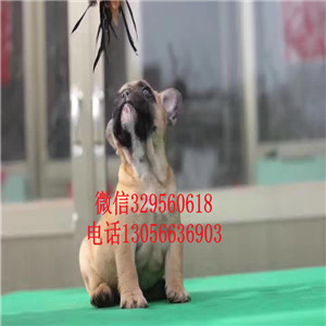 安徽淮北哪里有卖法牛的纯种法斗多少钱黑色法