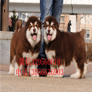 大连赛级精品黑色阿拉斯加赛级阿拉斯加疫苗齐全