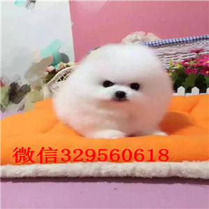 黄山出售小体博美双血统博美高品质博美