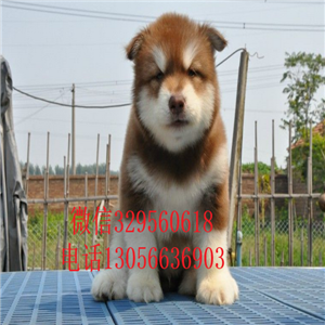 荆州出售纯种红色阿拉斯加纯种阿拉斯加大骨架