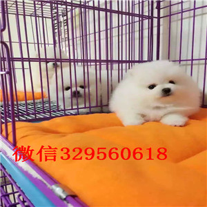 襄樊哪里能买到聪明可爱的博美双血统博美高品质博美