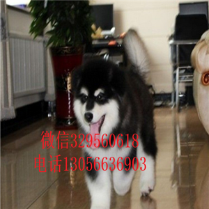 大连赛级精品黑色阿拉斯加赛级阿拉斯加疫苗齐全