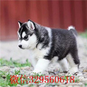  大连哪里有卖哈士奇的 纯种哈士奇多少钱 蓝眼睛哈士奇出售 