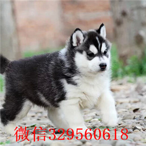 湘潭市哪有卖哈士奇 湘潭市哈士奇价格多少钱