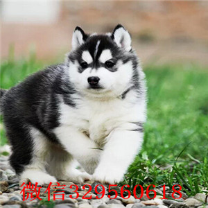哈尔滨纯种哈士奇幼犬出售  黑白色哈士奇多少