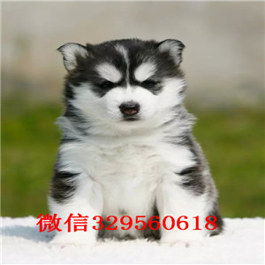  鞍山哪里卖哈士奇鞍山哈士奇多少钱 纯种哈士奇幼犬三把火
