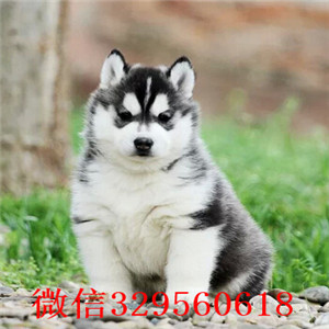 湘潭市哪有卖哈士奇 湘潭市哈士奇价格多少钱