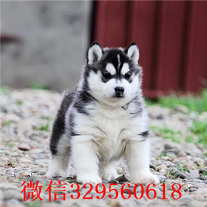 ?？谀睦锬苈虻酱恐止科? 哈士奇幼犬哪里的