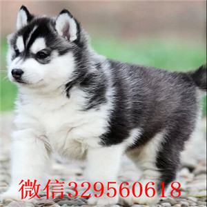  大连哪里有卖哈士奇的 纯种哈士奇多少钱 蓝眼睛哈士奇出售 