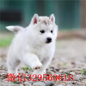新疆哪里有哈士奇出售 哈士奇双蓝眼三火哪里有出售 哈士奇好养吗 二哈多少钱