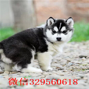 湘潭市哪有卖哈士奇 湘潭市哈士奇价格多少钱