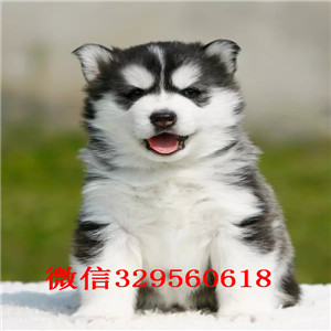  鞍山哪里卖哈士奇鞍山哈士奇多少钱 纯种哈士奇幼犬三把火