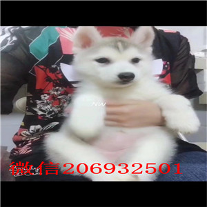 自家7个月棕色哈士奇出售