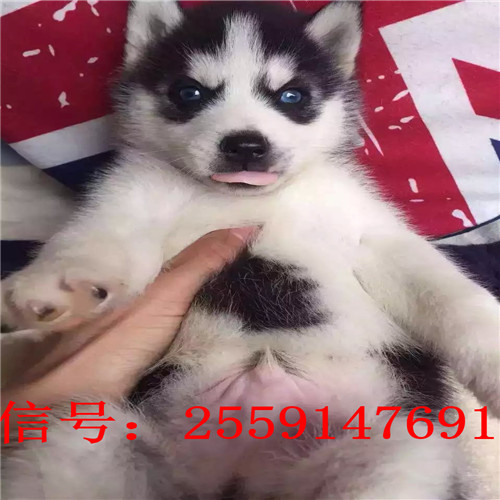 长沙哪里卖哈士奇 长沙黑色哈士奇价格 红色哈士奇多少钱