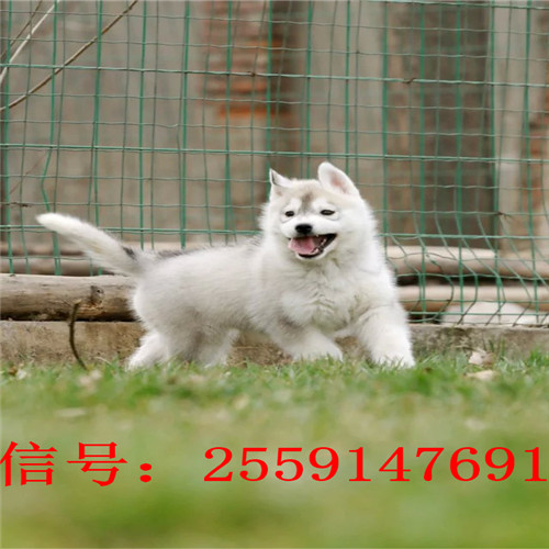 长沙市哪里卖哈士奇 长沙市纯种黑色哈士奇价