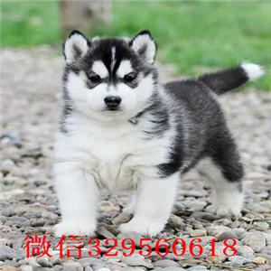  泰安哪里有哈士奇犬出售 哈士奇幼犬哪里卖的