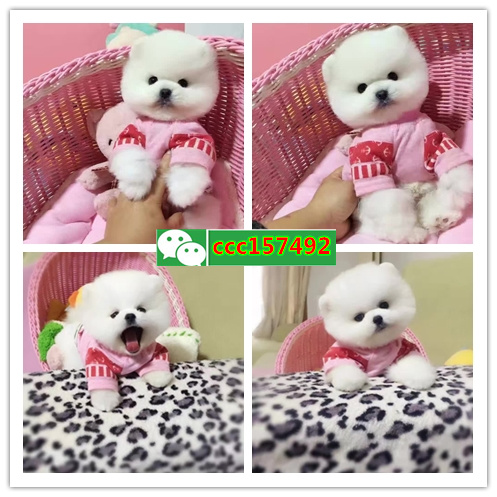 北京买狗、北京卖狗信息、北京宠物狗交易信息