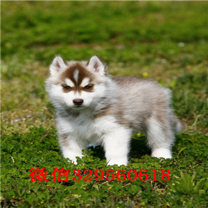 漯河哈士奇哪里的纯种健康 哈士奇幼犬哪里的