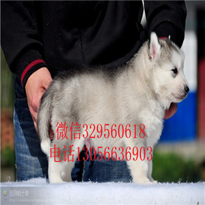 哈尔滨哪里有卖哈士奇赛级哈士奇精品哈士奇多少钱黑白色灰色红色哈士奇犬