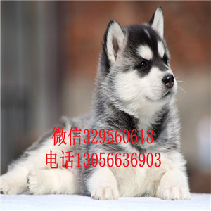 鞍山哪里能买到纯种哈士奇双蓝眼哈士奇精品哈士奇多少钱多少钱可以买到哈士奇