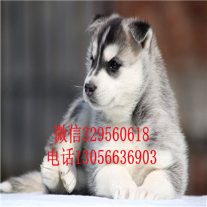 鞍山哪里能买到纯种哈士奇双蓝眼哈士奇精品哈士奇多少钱多少钱可以买到哈士奇