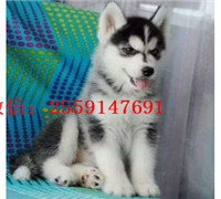  十堰哪里卖纯种哈士奇 十堰黑色哈士奇价格 十堰哪里卖灰色哈士奇