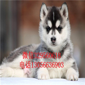 朔州哪里能买到纯种哈士奇双血统哈士奇哈士奇狗场多少钱可以买到哈士奇