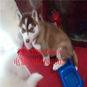 黑河出售哈士奇幼犬纯种哈士奇多少钱精品哈士