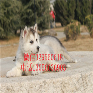 佳木斯哪里有卖哈士奇双蓝眼哈士奇精品哈士奇