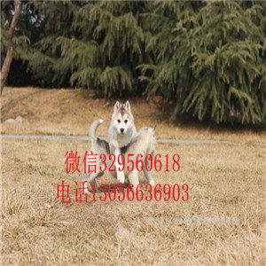 铁岭哪里能买到纯种哈士奇蓝色眼睛哈士奇哈士
