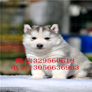 哈尔滨哪里有卖哈士奇赛级哈士奇精品哈士奇多少钱黑白色灰色红色哈士奇犬