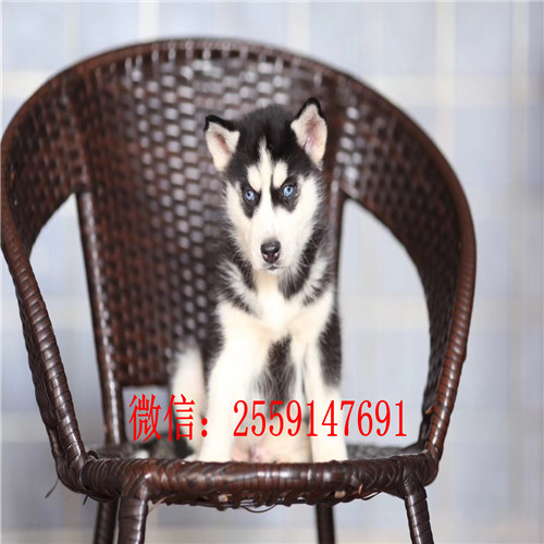 衡阳哪里卖纯种哈士奇 衡阳黑色哈士奇价格 衡