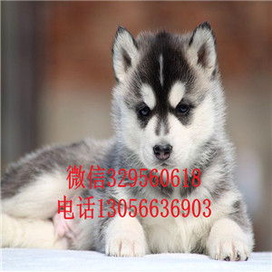 朔州哪里能买到纯种哈士奇双血统哈士奇哈士奇狗场多少钱可以买到哈士奇