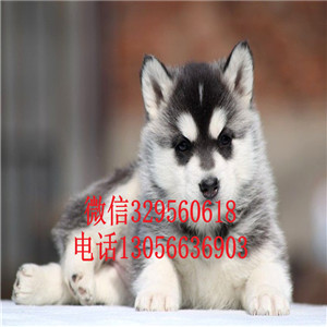 鞍山哪里能买到纯种哈士奇双蓝眼哈士奇精品哈士奇多少钱多少钱可以买到哈士奇