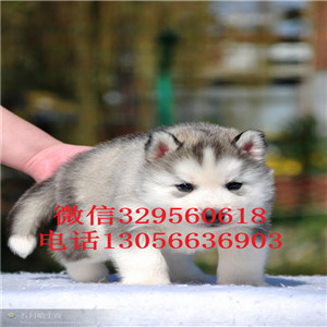 哈尔滨哪里有卖哈士奇赛级哈士奇精品哈士奇多少钱黑白色灰色红色哈士奇犬