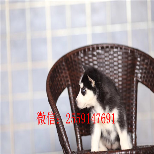  十堰哪里卖纯种哈士奇 十堰黑色哈士奇价格 十堰哪里卖灰色哈士奇