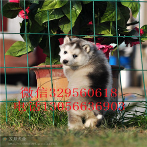 金昌出售哈士奇幼犬赛级哈士奇出售纯种三火蓝