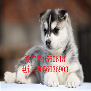 鞍山哪里能买到纯种哈士奇双蓝眼哈士奇精品哈士奇多少钱多少钱可以买到哈士奇