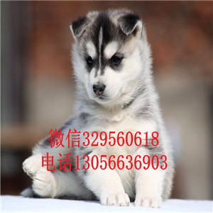 鞍山哪里能买到纯种哈士奇双蓝眼哈士奇精品哈