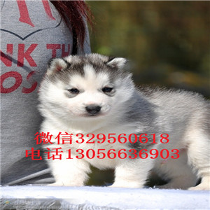 哈尔滨哪里有卖哈士奇赛级哈士奇精品哈士奇多少钱黑白色灰色红色哈士奇犬