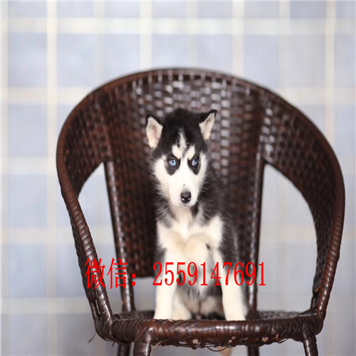 黄石哪里有哈士奇出售 哪里有红色哈士奇 灰色哈士奇多少钱