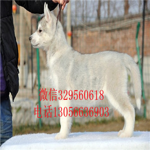鸡西哪里有卖哈士奇纯种哈士奇多少钱哈士奇繁