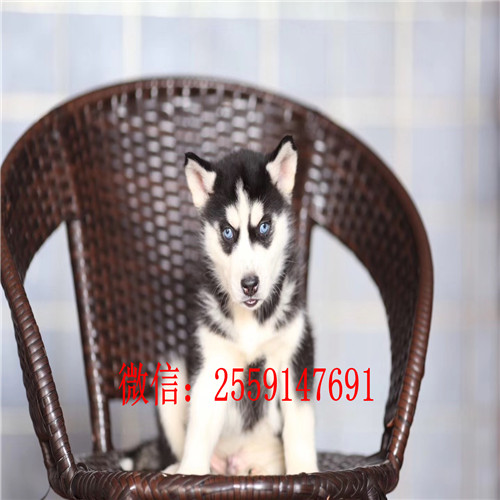 黄石哪里有哈士奇出售 哪里有红色哈士奇 灰色